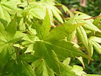 Acer palmatum cv Tsuri Nishiki (fam Aceracees) (Photo F. Mrugala) (4)